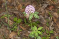 Red Clover, Trifolium pratense