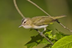 Red-eyed Vireo, Vireo olivaceus