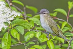 Red-eyed Vireo, Vireo olivaceus