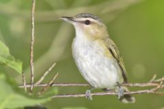 Red-eyed Vireo, Vireo olivaceus