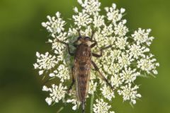 Red-Footed Cannibalfly, Promachus rufipes