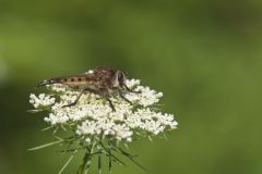 Red-Footed Cannibalfly, Promachus rufipes