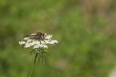 Red-Footed Cannibalfly, Promachus rufipes