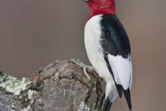 Red-headed Woodpecker, Melanerpes erythrocephalus