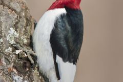 Red-headed Woodpecker, Melanerpes erythrocephalus