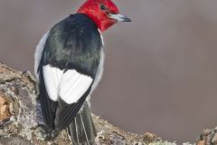 Red-headed Woodpecker, Melanerpes erythrocephalus