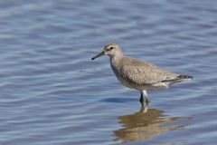 Red Knot, Calidris canutus