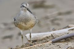 Red Knot, Calidris canutus