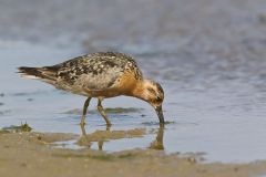 Red Knot, Calidris canutus