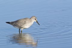 Red Knot, Calidris canutus