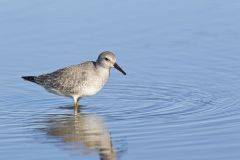 Red Knot, Calidris canutus