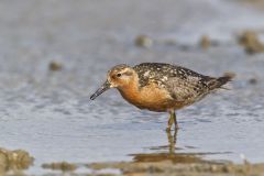 Red Knot, Calidris canutus