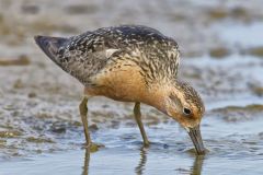 Red Knot, Calidris canutus