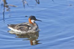 Red-necked Phalarope, Phalaropus lobatus