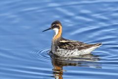 Red-necked Phalarope, Phalaropus lobatus