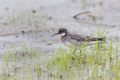 Red-necked Phalarope, Phalaropus lobatus