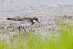 Red-necked Phalarope, Phalaropus lobatus