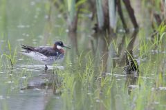 Red-necked Phalarope, Phalaropus lobatus