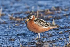 Red Phalarope, Phalaropus fulicarius