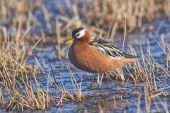 Red Phalarope, Phalaropus fulicarius