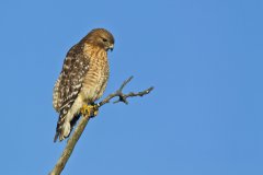Red-shouldered Hawk, Buteo lineatus