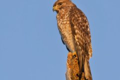 Red-shouldered Hawk, Buteo lineatus