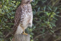 Red-shouldered Hawk, Buteo lineatus