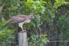 Red-shouldered Hawk, Buteo lineatus