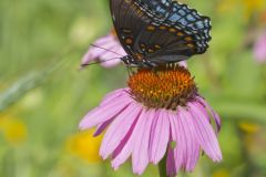 Red-spotted Purple, Limenitis arthemis