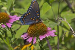 Red-spotted Purple, Limenitis arthemis