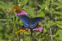 Red-spotted Purple, Limenitis arthemis