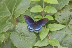 Red-spotted Purple, Limenitis arthemis