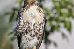 Red-tailed Hawk, Buteo jamaicensis