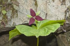 Red Trillium, Trillium erectum