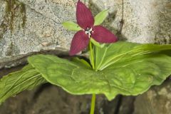 Red Trillium, Trillium erectum