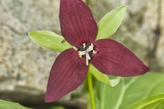 Red Trillium, Trillium erectum