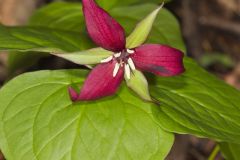 Red Trillium, Trillium erectum