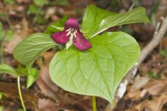 Red Trillium, Trillium erectum