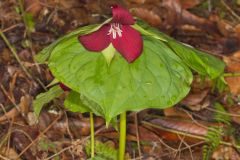 Red Trillium, Trillium erectum