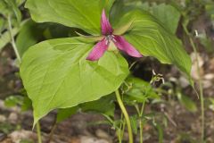 Red Trillium, Trillium erectum