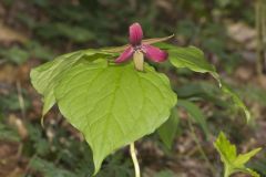 Red Trillium, Trillium erectum