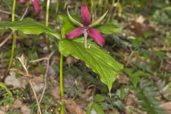 Red Trillium, Trillium erectum