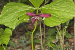 Red Trillium, Trillium erectum