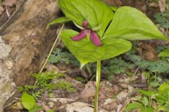 Red Trillium, Trillium erectum