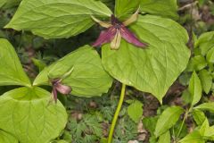 Red Trillium, Trillium erectum