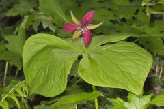 Red Trillium, Trillium erectum