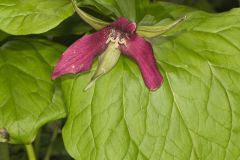 Red Trillium, Trillium erectum