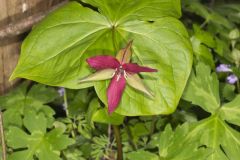 Red Trillium, Trillium erectum