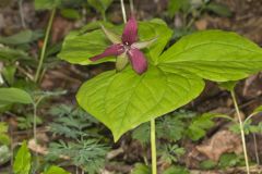 Red Trillium, Trillium erectum