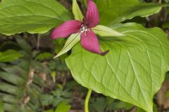 Red Trillium, Trillium erectum